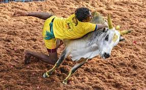 Supreme Court permits Jallikattu