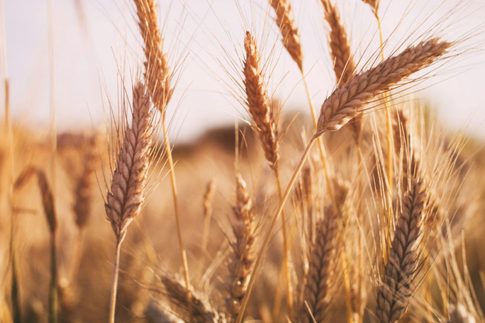 Wheat field ( File Picture )