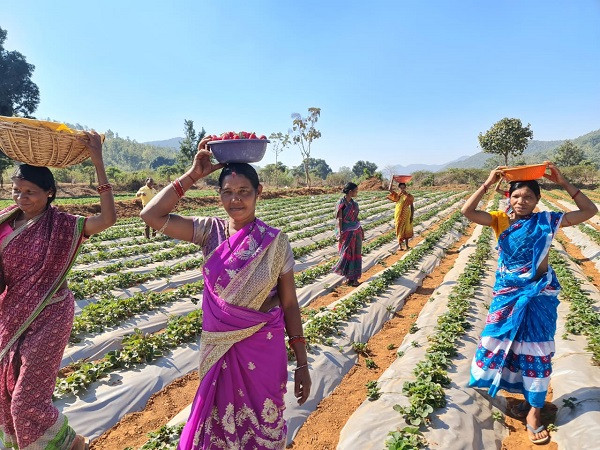 Strawberry Farming in Kandhamal