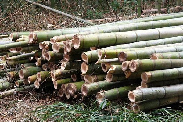 Bamboo Sticks and Pipes (symbolic picture)