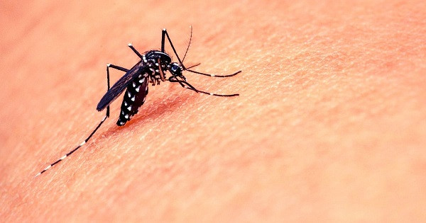 Mosquito (symbolic picture)