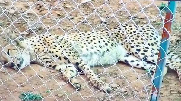 Cheetahs Die in Kuno National Park (symbolic picture)