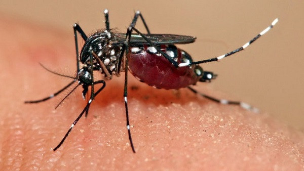 Dengue Bangladesh Takes Action (symbolic picture)