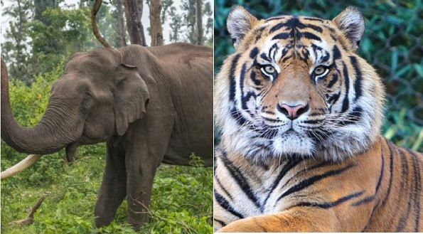 Project Tiger and Project Elephant (symbolic picture)