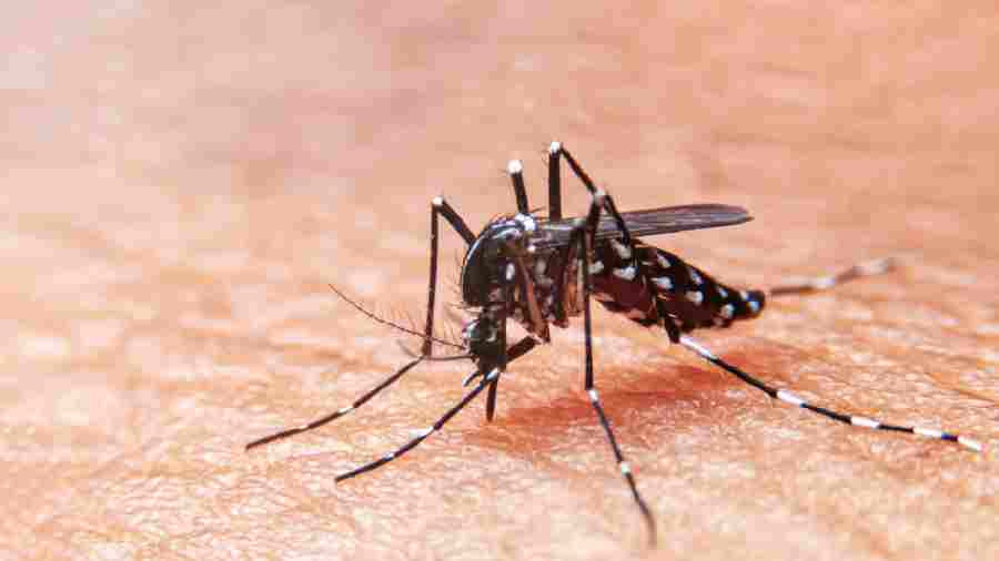 Dengue Cases on kolkata (symbolic picture)