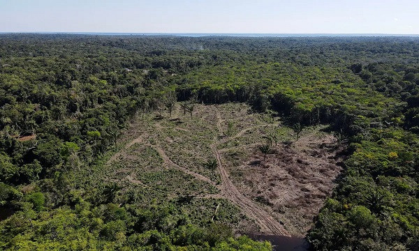 Brazil's Amazon Rainforest (symbolic picture)