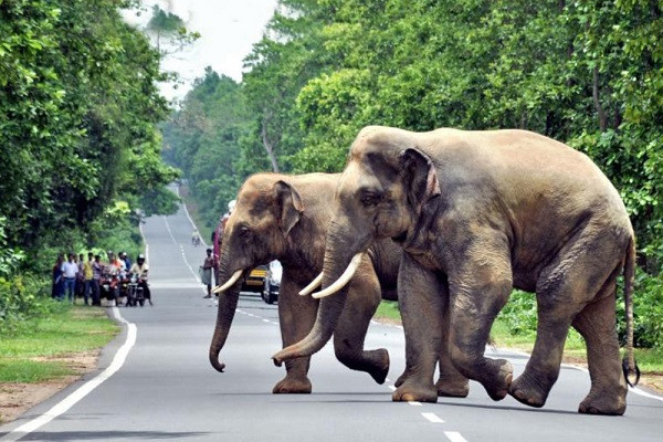 Elephants (symbolic picture)