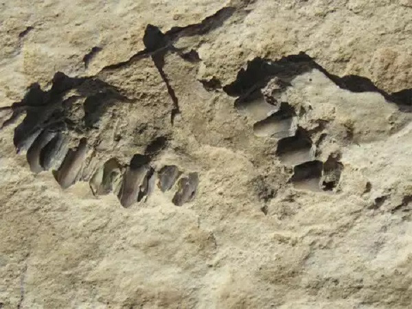 unknown animal's footprint (symbolic picture)