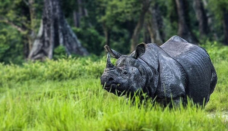 Jaldapara Rhino (symbolic picture)