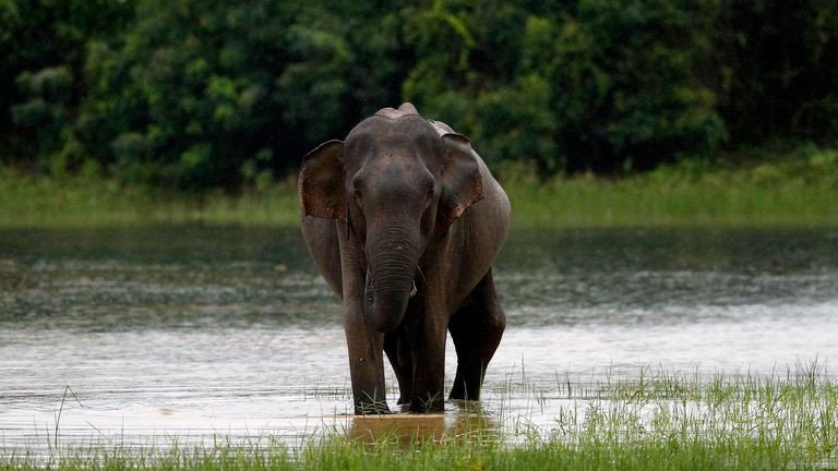 Elephant Head (symbolic picture)