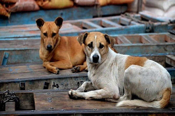 Street Dogs (symbolic picture)