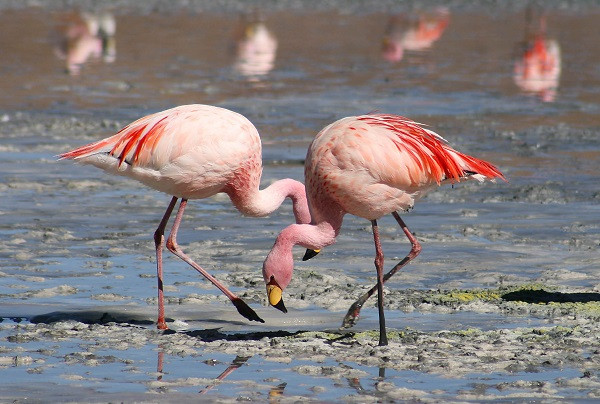 Flamingo Bird (symbolic picture)