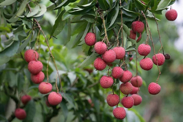 Lychee Crop  (symbolic picture)
