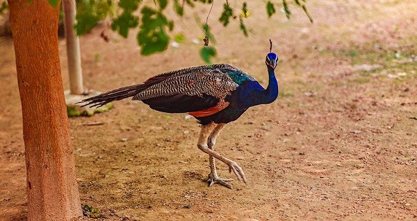 Peacocks (symbolic picture)