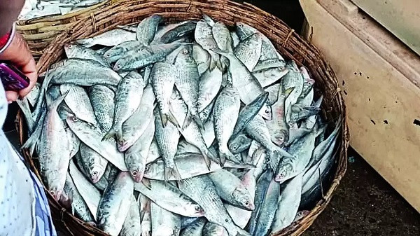 Hilsa Season (symbolic picture)