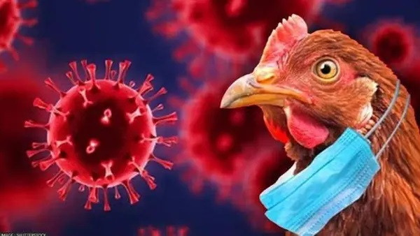 Bird Flu (symbolic picture)