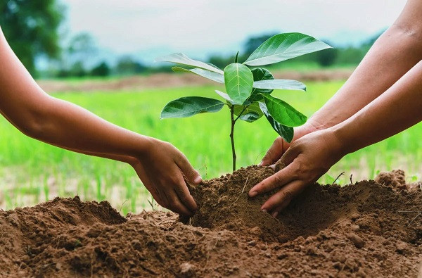 Tree plantation (symbolic picture)