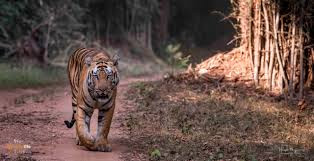 Best tiger reserves in India, summer vacation wildlife tours