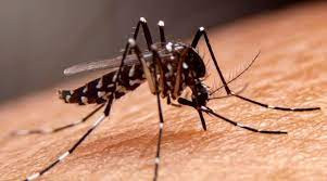 Dengue Haemorrhagic Fever, DHF causes