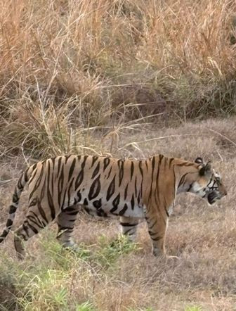 Panna National Park, Madhya Pradesh wildlife,