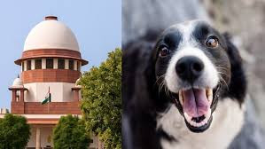 Supreme Court stray dogs verdict, Delhi NCR stray dogs order,