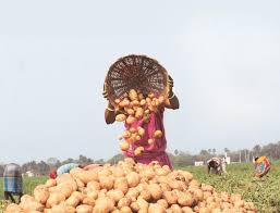 Bardhaman potato farmers  MSP demand West Bengal,