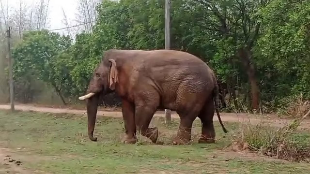 Ramlal elephant Jhargram