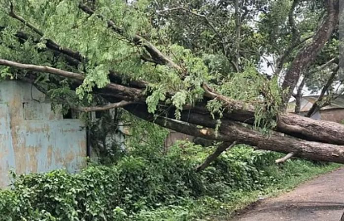 Balurghat devastated by gusty winds, trees uprooted by storm and rain