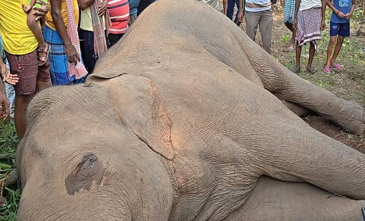 Forest department investigates unusual death of a deer in Shalbani