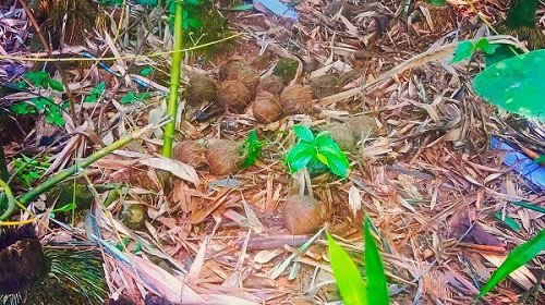 Fresh bomb recovered from bushes in Garbeta, creating a sensation