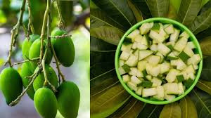 Raw mango health benefits