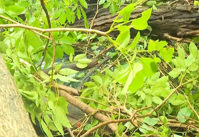 Storm and rain cause tree fall in Salt Lake, pedestrian injured