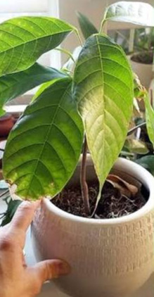 Cocoa Tree: Grow Your Own Chocolate Ingredients at Home