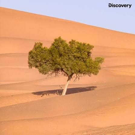 Tree Of Terene Sahara Desert