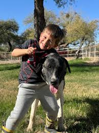 Pet Dog