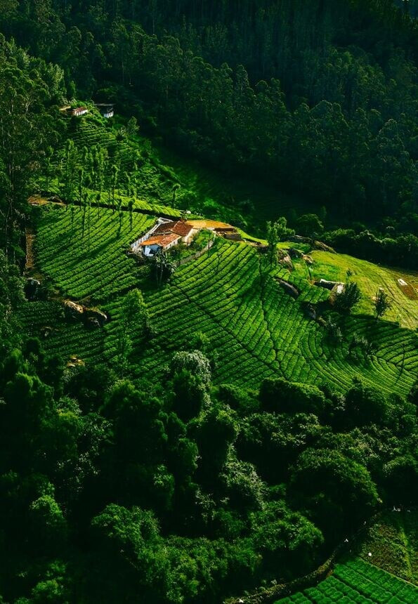 Ooty’s Sweet Secret in the Nilgiris
