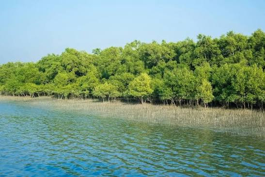 Sundarban