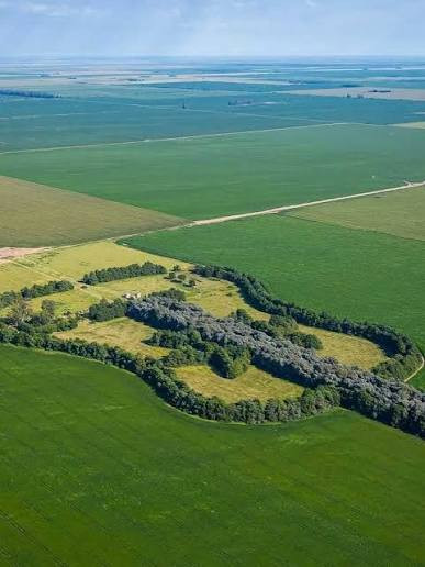 The Love Forest of Argentina: A 7,000 Tree Tribute That Turned Memories into a Musical Landscape
